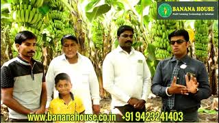 @BananaHouse1केळी लागवड तंत्र | केळी पिक माहिती मुलाखत | अनिल राऊत पंढरपूर | बनाना हाऊस मार्गदर्शन