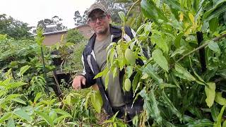 Visiting Doug's Rare Tropical Food Forest in Brisbane