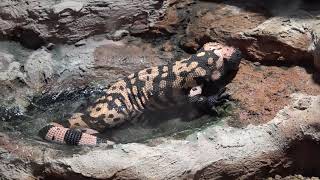 アメリカドクトカゲ　小中型展示ゾーン　は虫類・両生類館　初めての札幌市円山動物園　00118