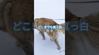 銀世界よ！雪があるので張り切って車から降りる犬のムーちゃん　〜ワクワク♪〜