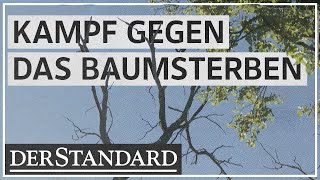 Gegen das Baumsterben: Wie ein Projekt den Wald retten will