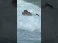 ig @desidemakaha and @mossman.da.barbarian tandem bodyboard at makaha beach on one wave