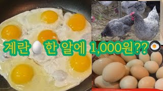 계란 🥚 한 알에 1,000원? 청계가 낳은 청란 : 파란 계란 : 신선함, 고소함 UP !! 💙