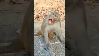 Hello hello  🤣 Monke 🐵🐒😻#funnyvideo #comedy #monkey #cutebaby#shorts #laugh