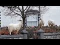 goats take over empty welsh streets as residents observe coronavirus lockdown