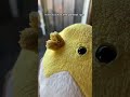 Cockatiel Gets Kisses From His Toy #yumyumthetiel #cockatiel #parrot #bird