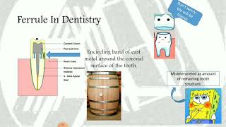 Ferrule and Ferrule Effect. Understanding the concept.