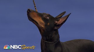 National Dog Show 2022: Terrier Group (Full Judging) | NBC Sports