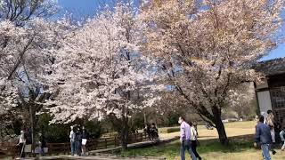 【一心行の大桜】