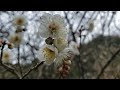 Japanese apricot