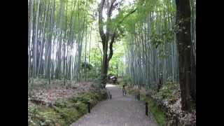 京都洛西　竹の寺地蔵院(Kyoto Rakusai Jizouin Temple in Kyoto)