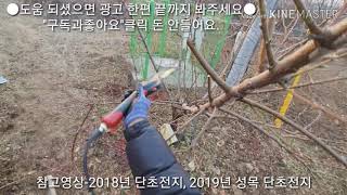 2019년 아무도 가르쳐 주지않는 복숭아 유목(결과지 고슴도치 수형) 단초전지!/ Короткий результат Обрезка, Обрезка/Melocotonero Árbol