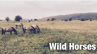 Wild Horses in Dutch Nature Reserve