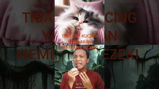 kucing lucu || tiga ciri kucing pembawa rezeki #shorts #short #kucing #kucinglucu #kucingimut #fyp