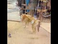 youtube「アニスマ」🐶がんばってるアニスマの老犬たち🐶