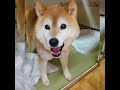 youtube「アニスマ」🐶がんばってるアニスマの老犬たち🐶