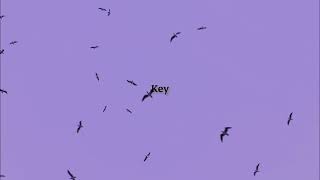 OMW42 - Key (Official lyric video)