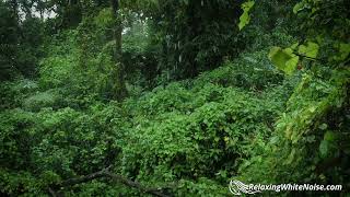 Rainforest Rain Sounds for Sleeping or Studying 🌧️ White Noise Rainstorm 10 Hours