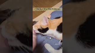 【犬みたいに、顔を舐める猫】#short #shorts #shortvideo #cats #cat #ねこ #ねこのいる生活 #猫