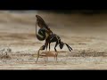 leucospid wasp parasitizing mason bee larva