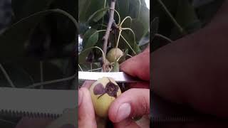 Cleaning Pear 🍐 Fruit