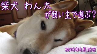 寝たきり柴犬わん太さんに飼い主が翻弄された日