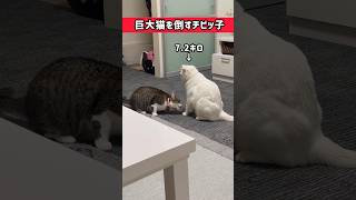 巨大猫を倒すチビっ子猫　#shorts #cat #猫 #キジ白猫 #保護猫 #デブ猫 #白猫