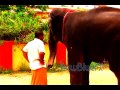 elephants love towards man