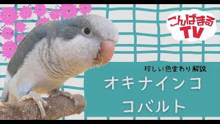 【こんぱまるTV】 オキナインコのいろんな色【コバルト編】