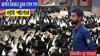 আবদ্ধ ভাবে ব্ল্যাক হোল হাঁস পালন l আপনি কিভাবে ব্ল্যাক হোল হাঁস পালন করবেন l