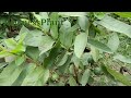 allahabad guava fruit plant