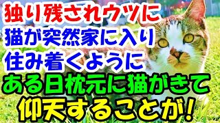 独り残されウツになった私に猫が突然家の中に入ってきて住み着いた。ある日枕元に猫がやってきて仰天することが【猫の不思議な話】【朗読】