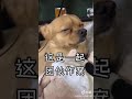 （抖音寵物日常）如何讀懂狗語