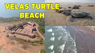 Velas Turtle Festival | Velas Beach | वेळास समुद्र किनारा | Bankot Fort | Kokan Beaches