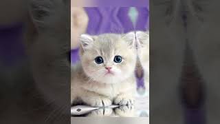 Animals and their lifespam #shorts#ytshorts#shocking#cat#jellyfish#amazing#viral#trending#dag#life