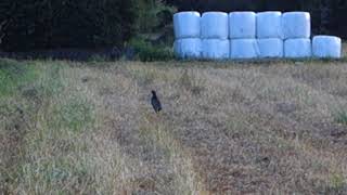 早朝に畑の中を歩いているオスのキジ --- A male pheasant walking in the field early in the morning