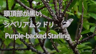 【頭頂部が黒い】シベリアムクドリ Purple-backed Starling