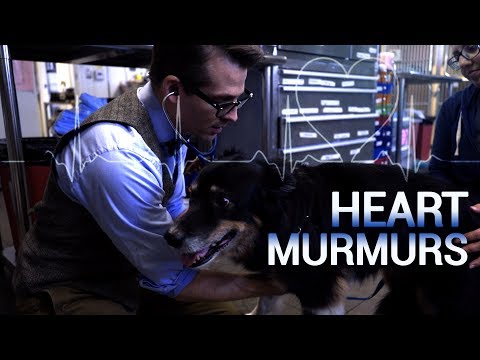 Heart Murmurs in Cats and Dogs Heart Murmurs in Cats and Dogs