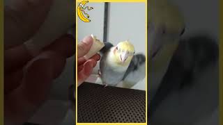 オカメインコ　はるちゃんバナナ🍌