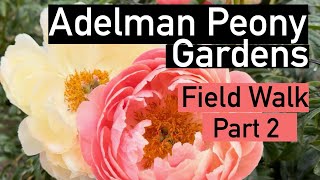 Adelman Peony field walk part 2. #peony #paeonia #peonies #flowerlover #flower #gardening #perennial