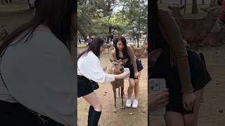 Travel to japan | short video Nara deer park japan #deerpark