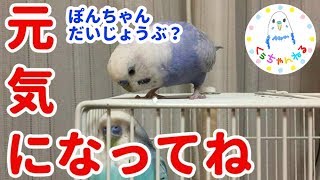 インコのくぅちゃん、心配する【セキセイインコ】【おしゃべりインコ】