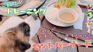 【超大型犬】愛犬と一緒に行けるお店【セントバーナード】【カフェ】