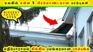 அடேங்கப்பா உலகின் வேற லெவல் பாம்புங்க | Biggest Mystery Snakes Interesting Facts Tamil Galatta GKFOX