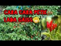 Cara petik lada cili padi yang betul.