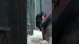 Baby Chimpanzee Slaps a Bigger Chimp #funnyanimalvideos