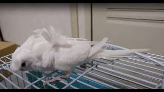 【羽衣セキセイインコのホワイト】新しい仲間がやって来た（オス♂・幼鳥１羽）－かごの外に出してみた（４２３）