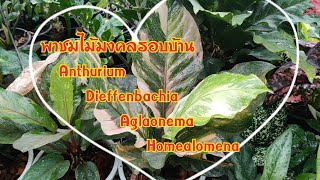 พาชมไม้รอบรั้วบ้าน Anthurium Aglaonema Dieffenbachia Homealomena โชคเก้าชั้น King of King