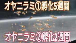 2018年3月  オヤニラミ①孵化5週間とオヤニラミ②孵化2週間