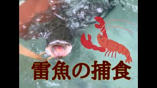 巨大雷魚(カムルチー)のザリガニ捕食